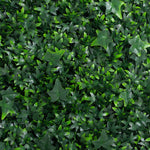Close-up of green ivy leaves