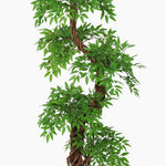 Japanese fruticosa