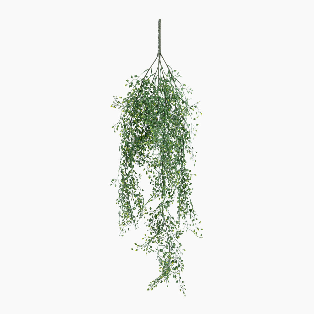Hanging green plant on a white background