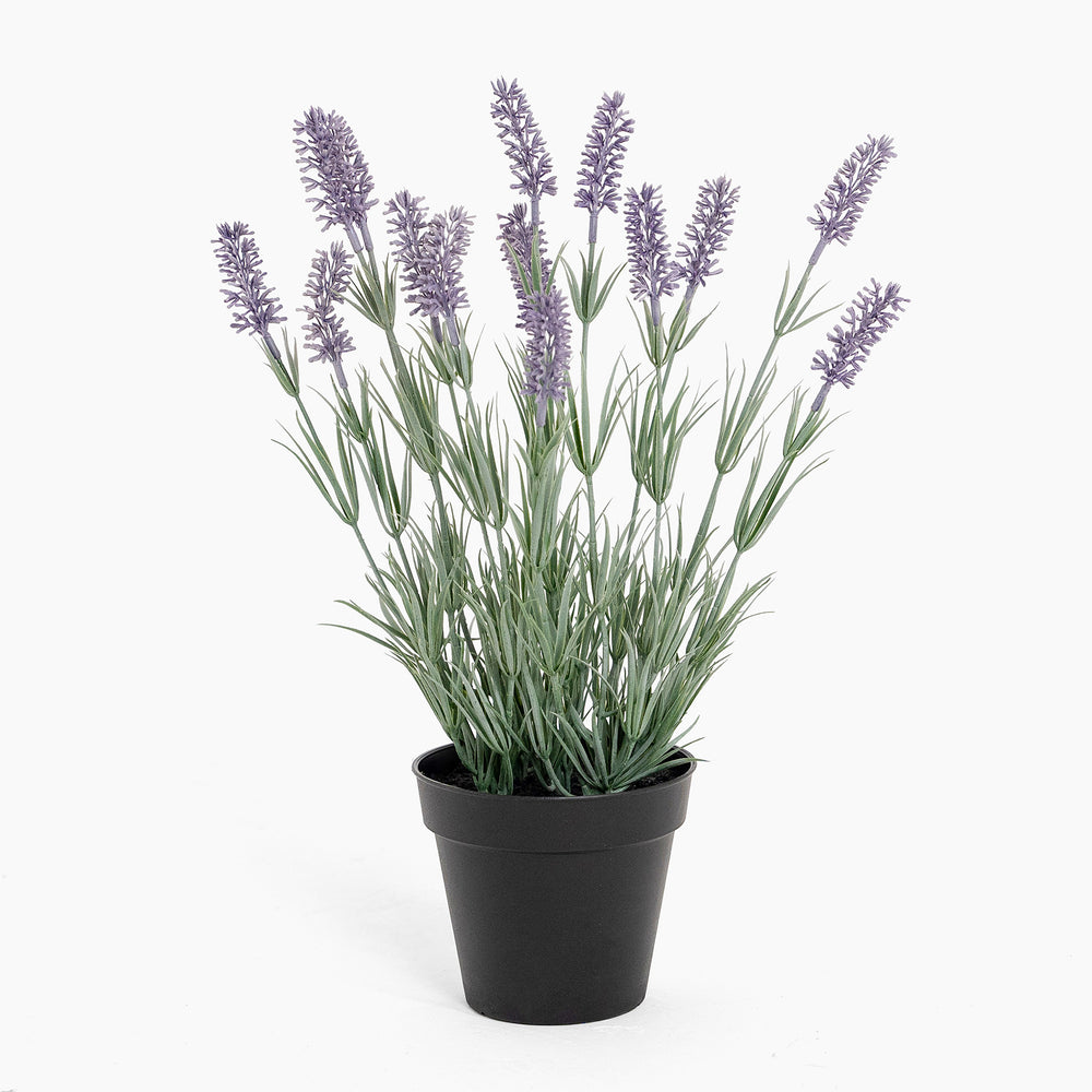 Potted plant with lavender flowers on a white background