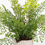 Artificial green plant in a pot on a white background