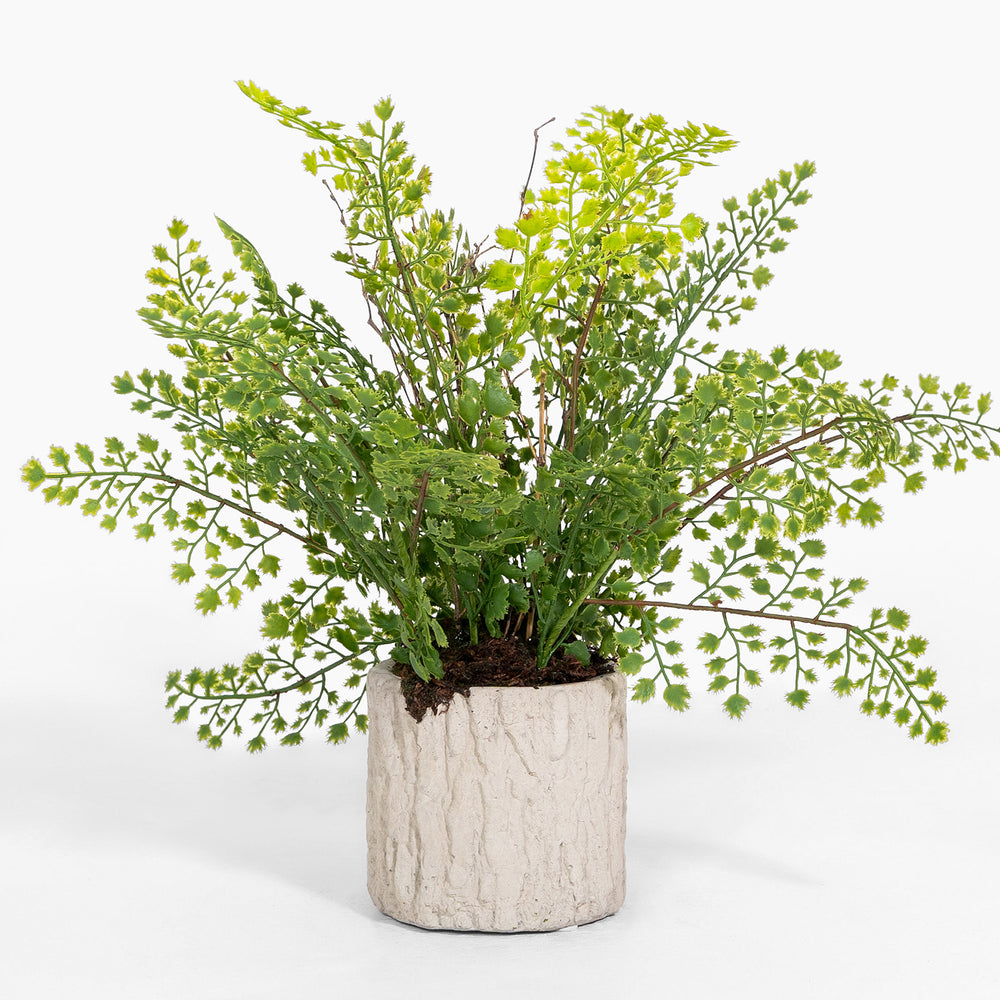 Potted fern plant with a white pot on a white background
