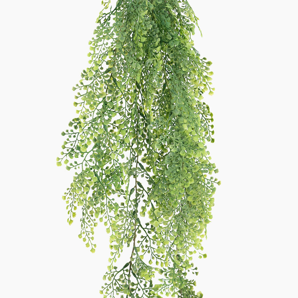 Hanging green plant on a white background