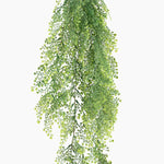Hanging green plant on a white background