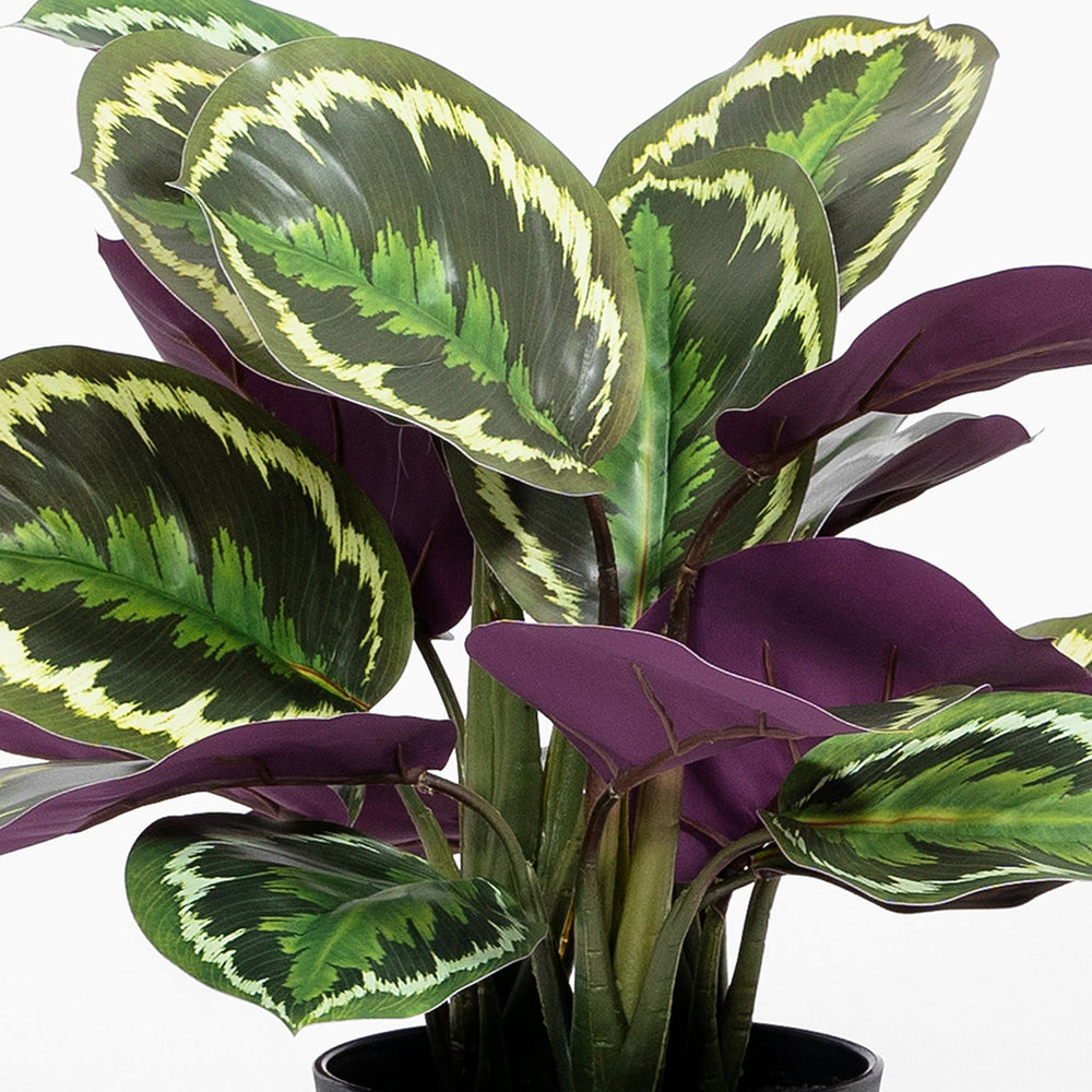 Artificial medallion calathea leaves