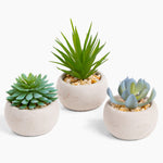 Succulent trio