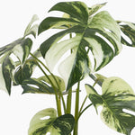 Artificial monstera plant with green and white leaves on a white background