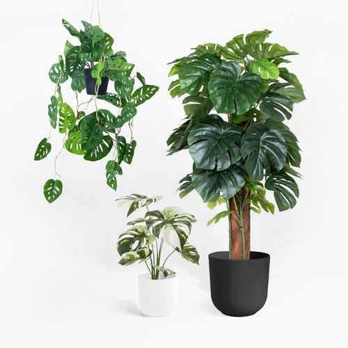 Monster(a) bundle