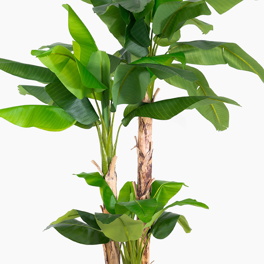 Artificial banana plant with green leaves on a white background