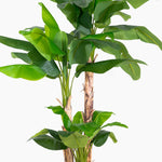 Artificial banana plant with green leaves on a white background
