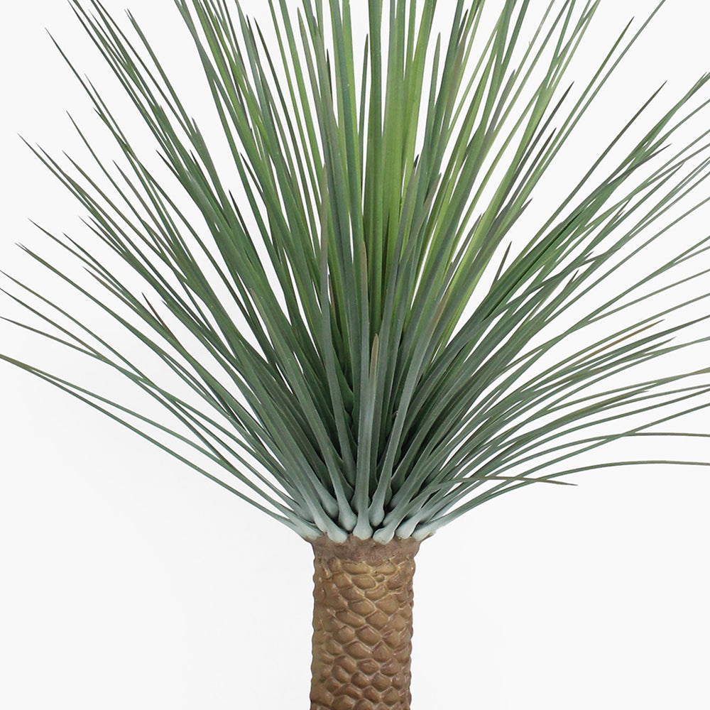 Potted palm plant with green fronds on a white background