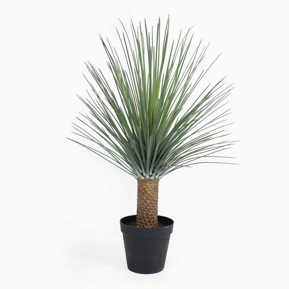 Potted plant with long green leaves on a white background