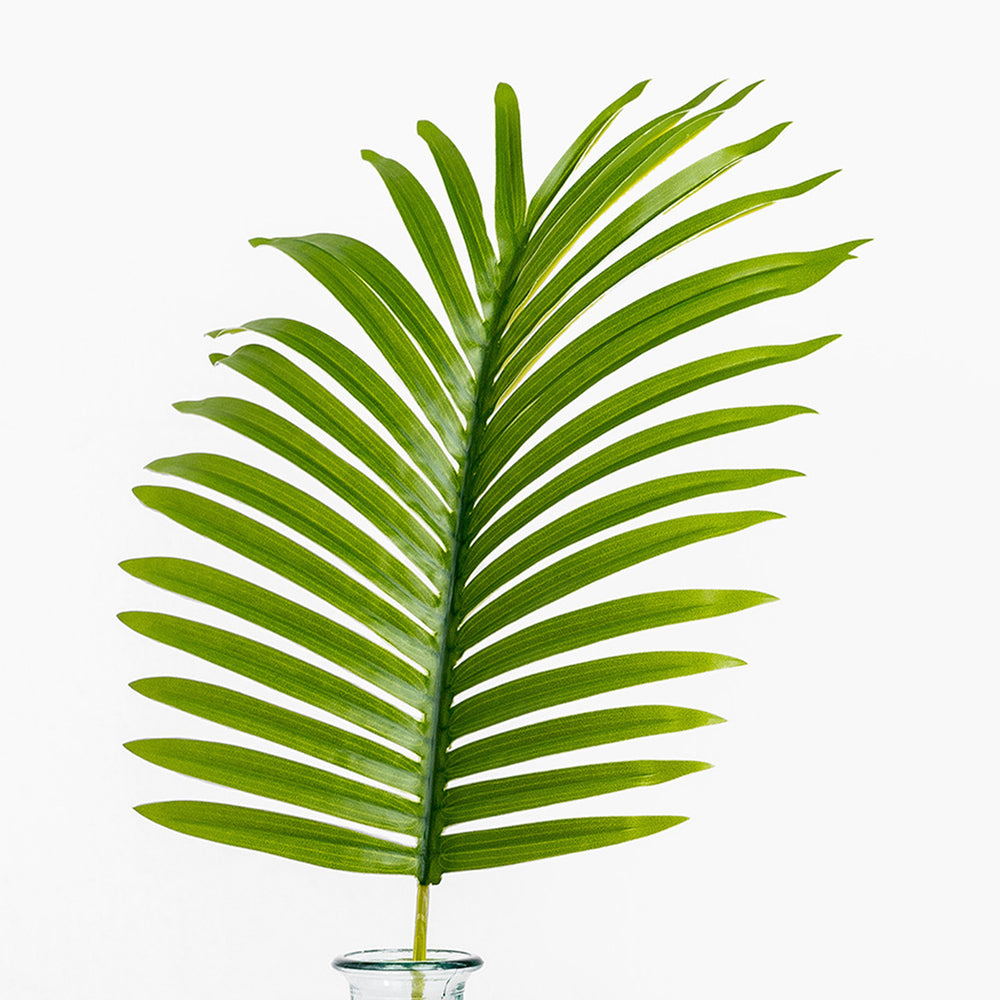 Green palm leaf in a clear glass vase on a white background