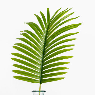 Green palm leaf in a clear glass vase on a white background