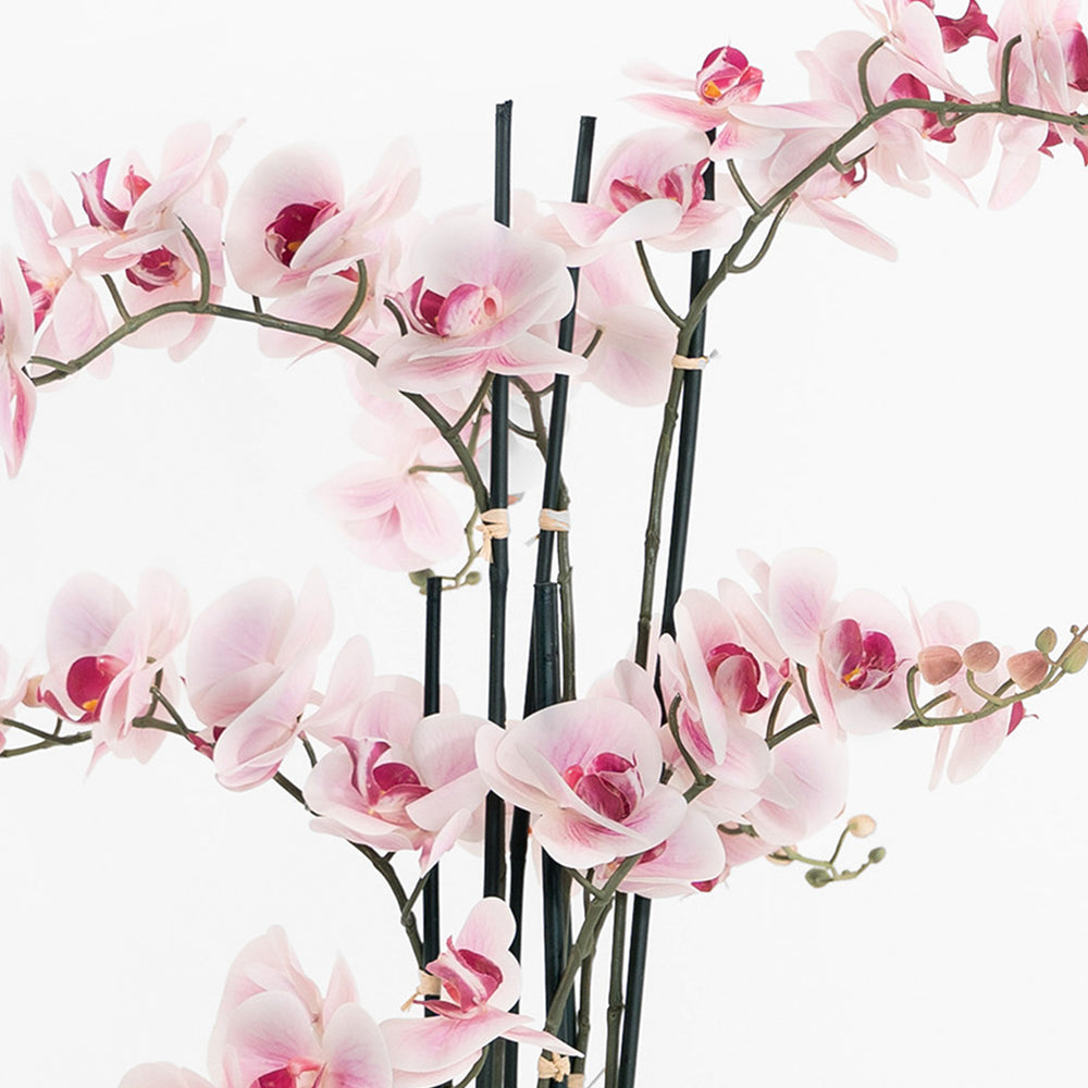 Pink orchids on a white background