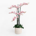 Pink orchid plant in a white pot on a white background