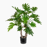 Potted plant with green leaves on a white background