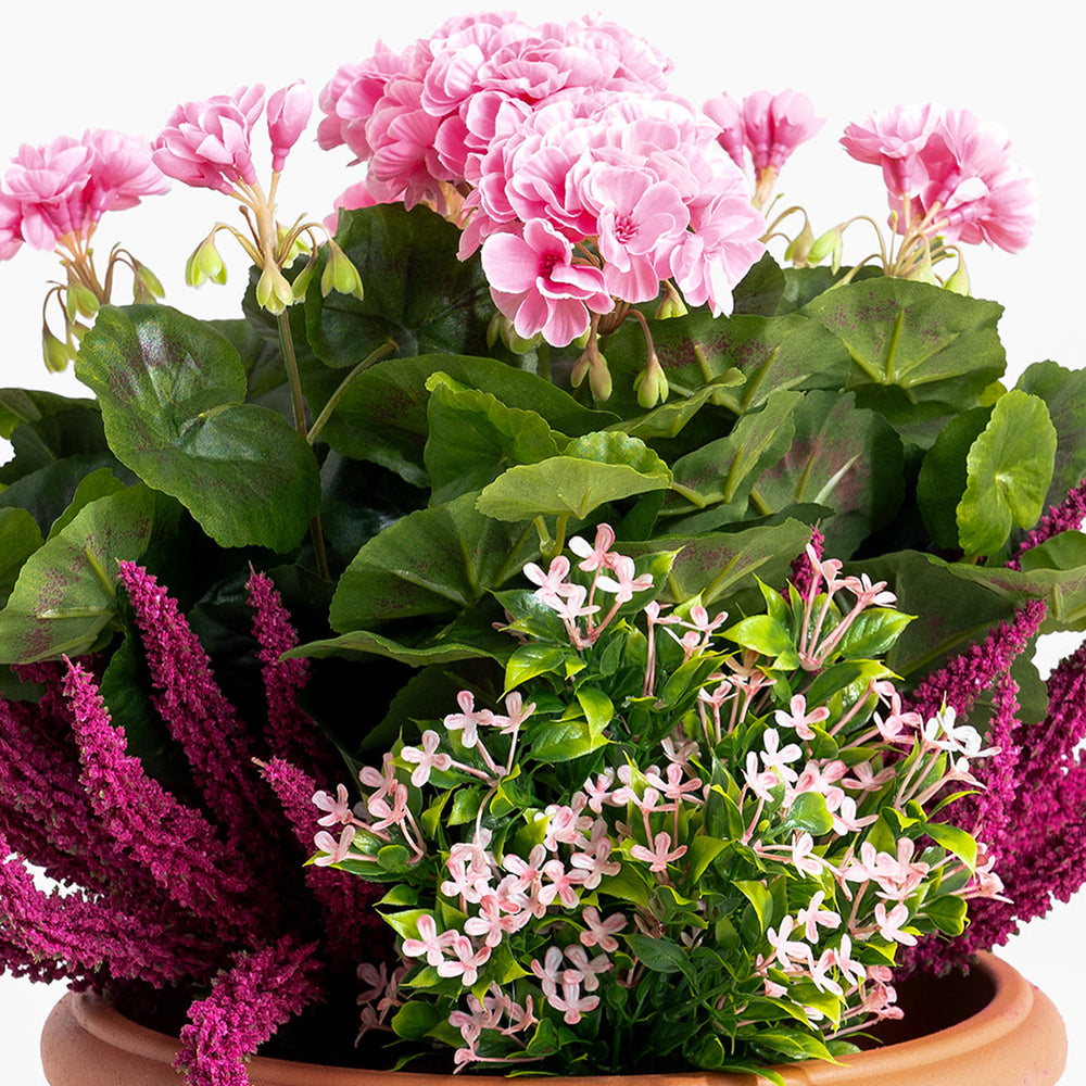 Potted plants with pink and purple flowers on a white background