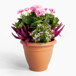 Terracotta pot with a variety of flowering plants on a white background