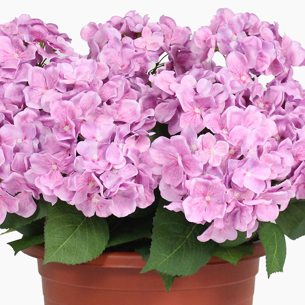 Potted plant with pink flowers on a white background