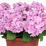 Potted plant with pink flowers on a white background