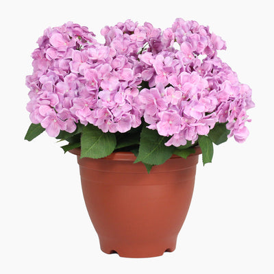 Potted plant with pink flowers on a white background