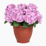 Potted plant with pink flowers on a white background
