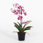 Pink orchid plant in a pot on a white background