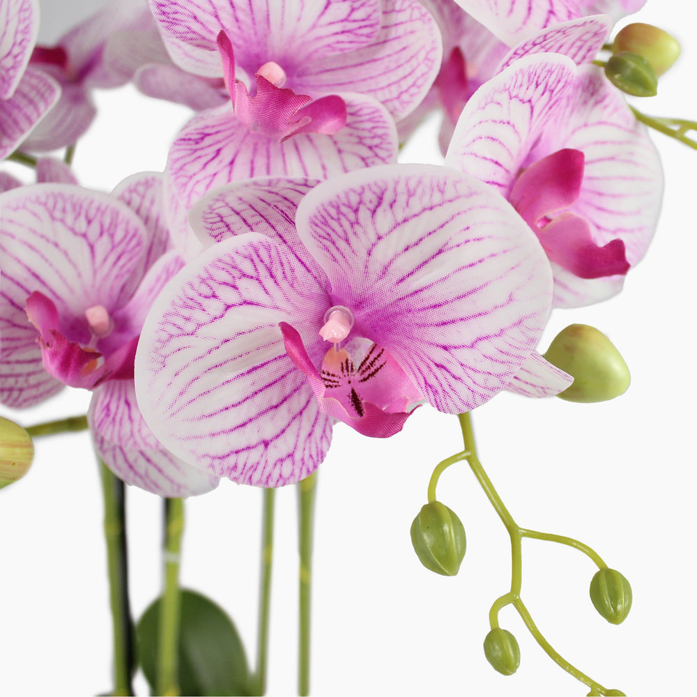 Detailed close-up of pink vein orchid flowers