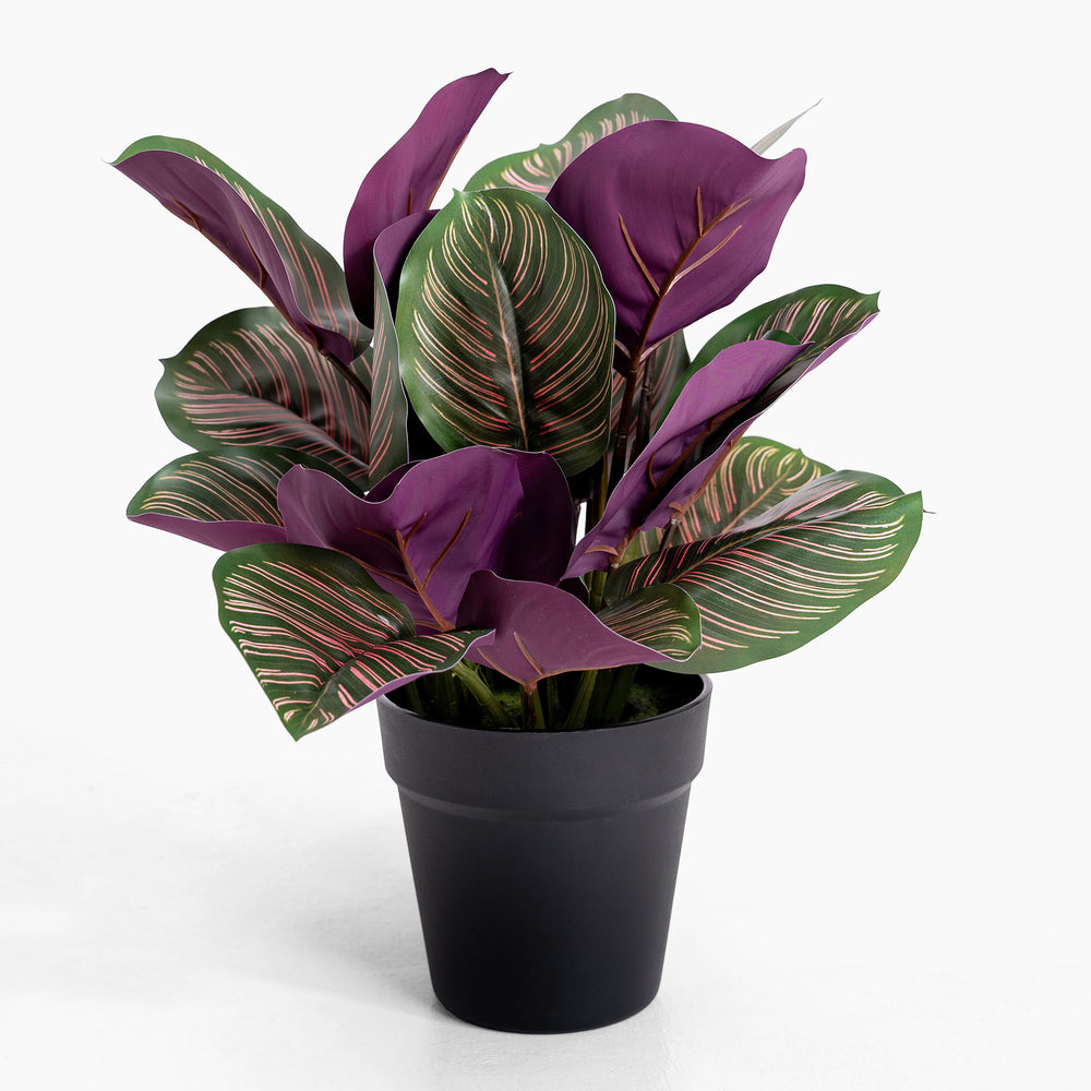 Potted plant with purple and green leaves on a white background