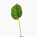 Single green leaf on a white background