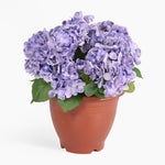 Potted plant with purple flowers on a white background