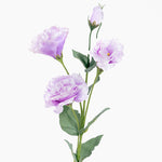 Purple flowers with green stems on a white background