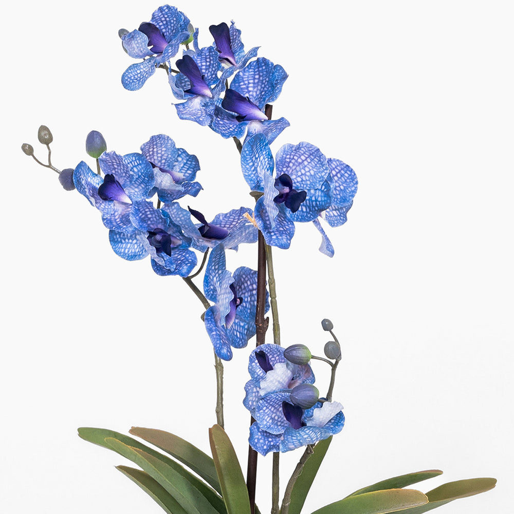 Artificial blue orchid plant on a white background