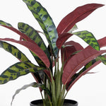 Calathea collection