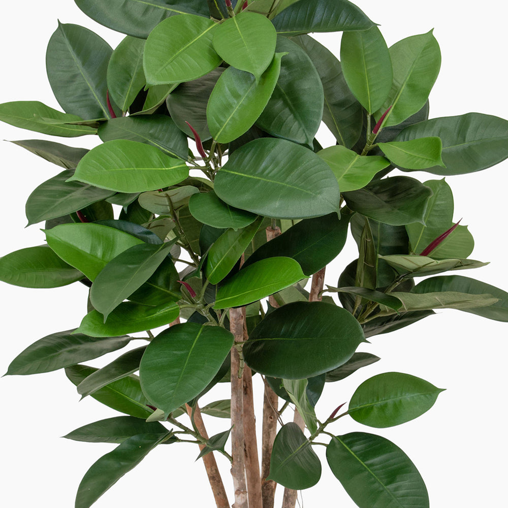 Artificial rubber plant foliage
