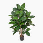 Potted plant with green leaves on a white background