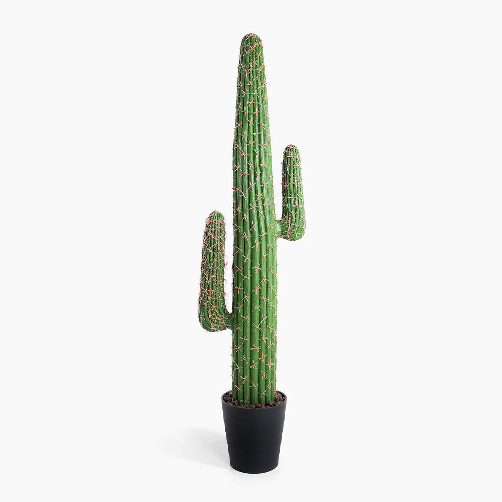 Potted cactus plant on a white background
