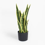Sansevieria