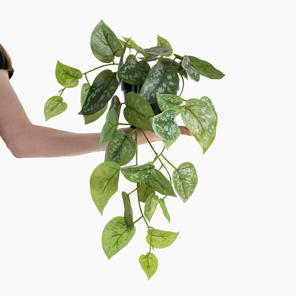 Hand holding a potted green plant against a white background