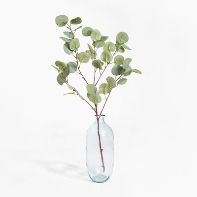 Clear glass vase with eucalyptus branches on a white background