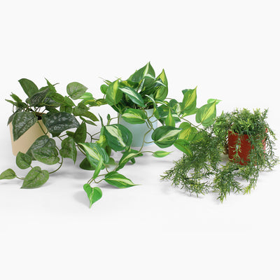 Collection of potted plants on a white background
