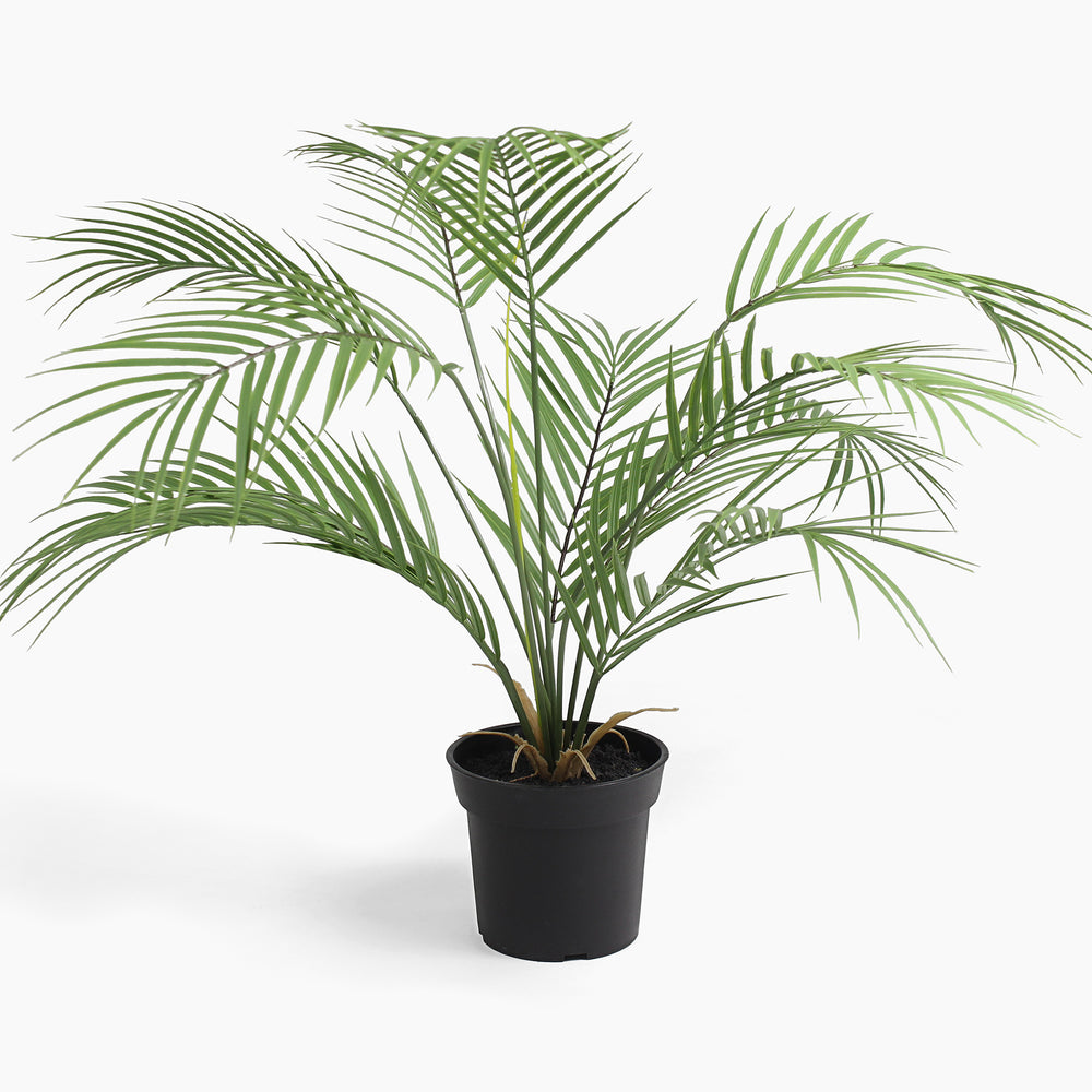 Potted palm plant on a white background