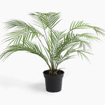 Potted palm plant on a white background