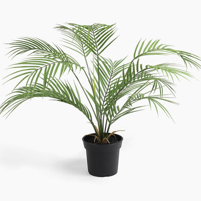 Potted palm plant on a white background