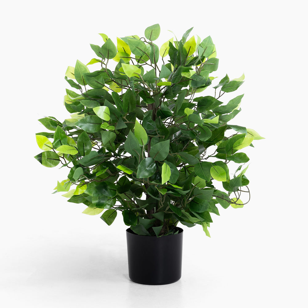 Potted plant with green leaves on a white background