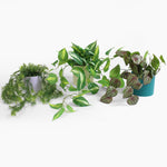 Collection of potted plants on a white background