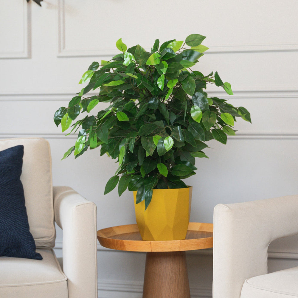 Living room with beige armchairs, a small wooden table, and a potted plant.