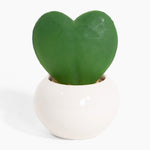 Heart-shaped green plant in a white pot on a white background