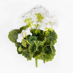 Bouquet of white flowers with green leaves on a white background